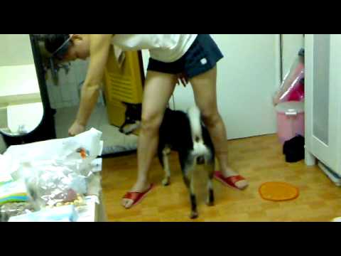 KING醬一下下就學會的小小招！(原發表者:金醬麻)(影片)