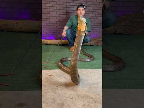 KING COBRA GROWL #kingcobra #reyrackz #animals #venomous #snake #reptiles #wildlife #nature #fyp
