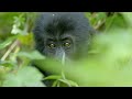Wild Gorilla Fight Gorilla Family And Me BBC Earth