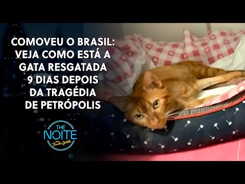 Dr. Guilherme Mayorga mostrou a recuperação da gatinha Vitória | The Noite (08/03/22)