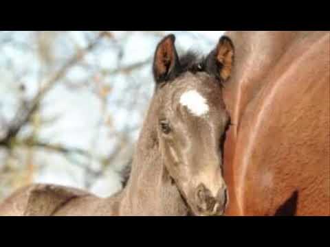 Stutfohlen von Follow Him x Saint Cyr