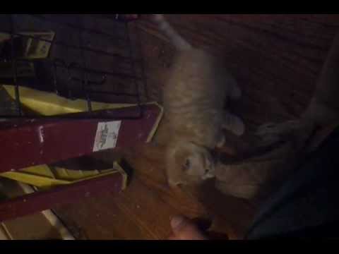 Foster kitten steps out of cage