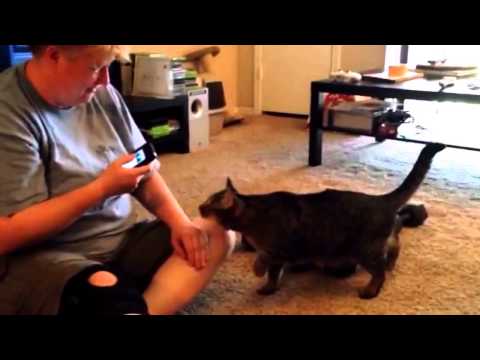 What happens when you smack talk a cat