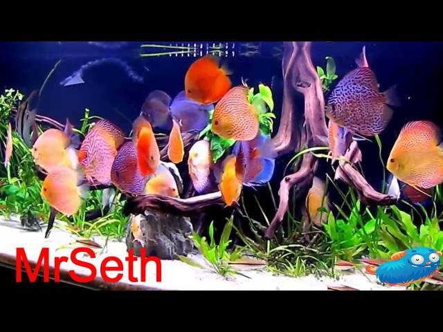 Freshwater Aquarium Fish -  240 Gallons Planted Discus Tank beautiful 2015 HD
