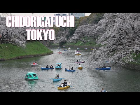 Tokyo Chidorigafuchi Moat | Best Sakura Viewing Spot in Tokyo! 🌸🚶‍♂️