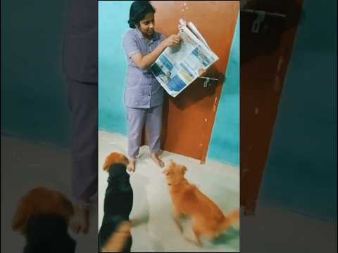 suprise her pets with Frame connections #gift #pets #petslove #suprise #cute #trending #shortsfeed