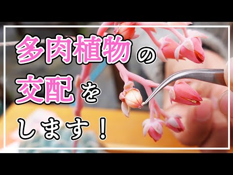 ユリのおしべとめしべ