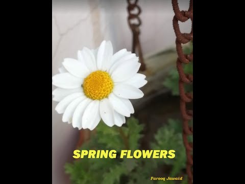 Spring Flowers by Farooq Jawaid