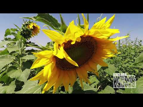 Klausmeyer Farm And Pumpkin Patch