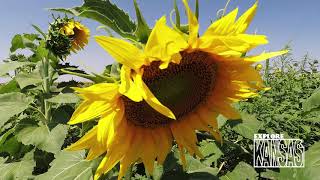 Explore Kansas -  Klausmeyer Farm and Pumpkin Patch