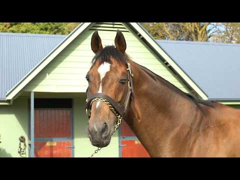 Highland Reel - Stallion Parade Teaser 2019