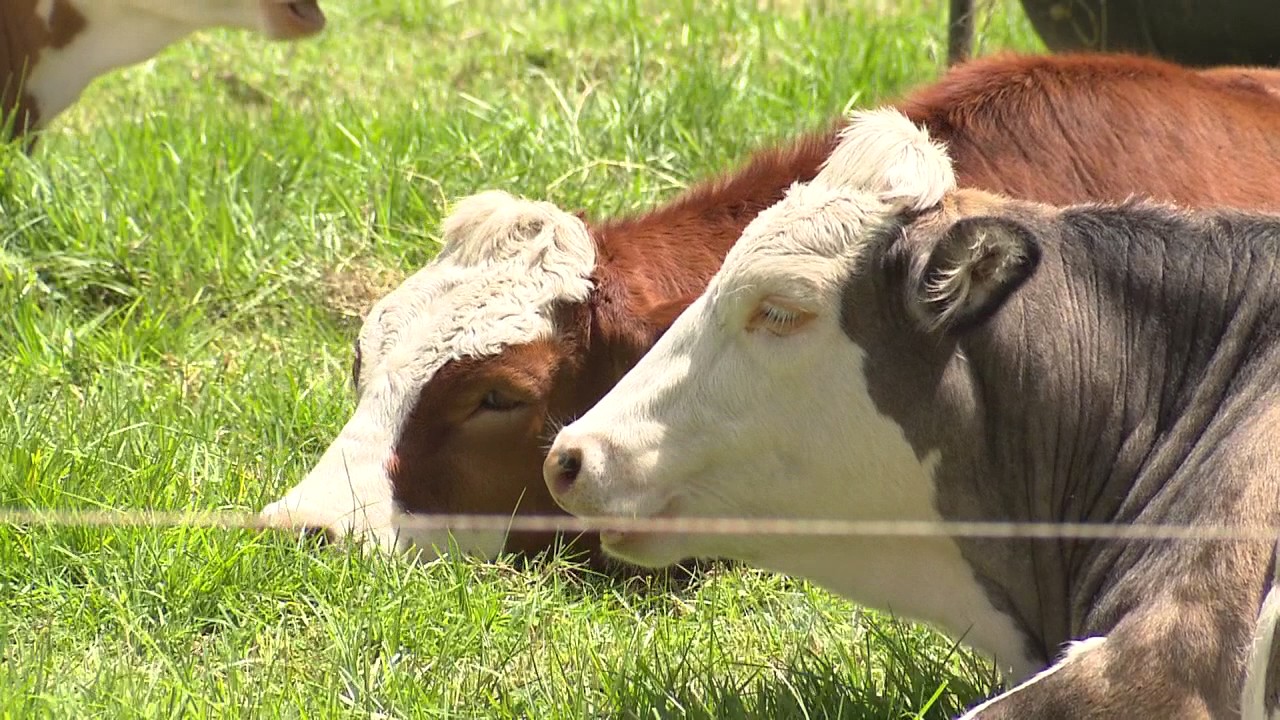 Asosimmental - Simbrah presenta tres líneas de negocio | La Finca de Hoy