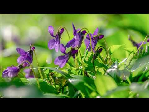 Er ist's Gedicht von Eduard Mörike