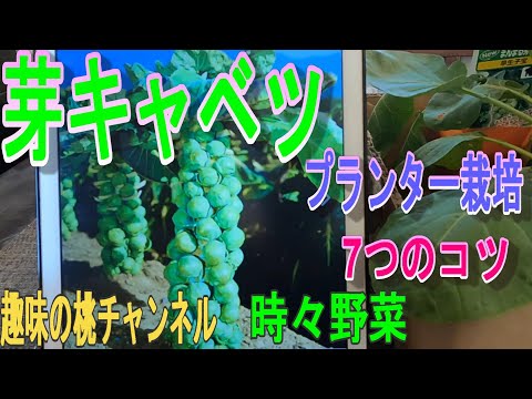 芽キャベツを正しく育てる 植物