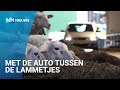 Tussen pasgeboren lammetjes door voor schapenkaas