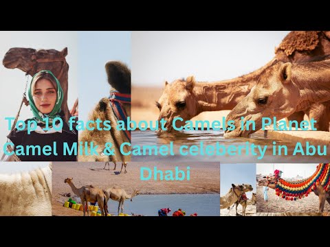 Top 10  Facts  about camels in planet, Camel milk & The Al Dhafra Camel Celebration, in Abu Dhabi.