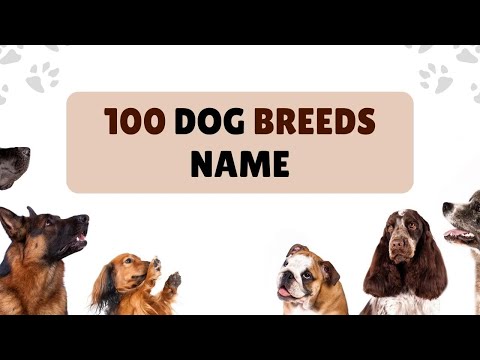 Dog Breeds Vocabulary ll 100 Dogs Breeds Names In English With Pictures ll 100 Popular Dogs
