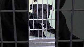 Video preview image #1 Mutt Puppy For Sale in Pasadena, CA, USA