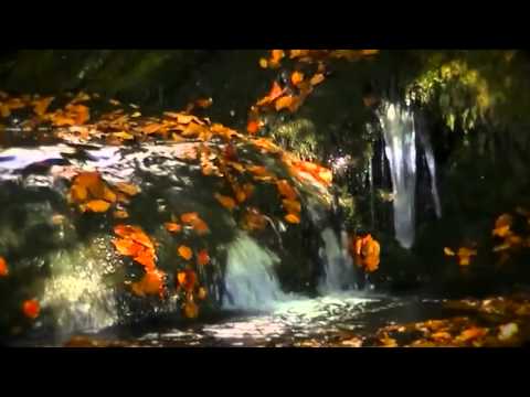 Boogaloopers  - Falling Leaf