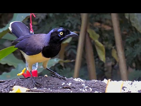 So Many Species In Panama! March 7, 2024