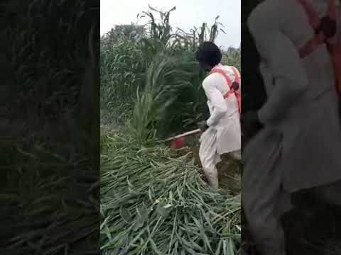 Original Honda Brush Cutter as Fodder Cutter