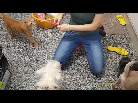 Kavi is ok to cat. 10/22