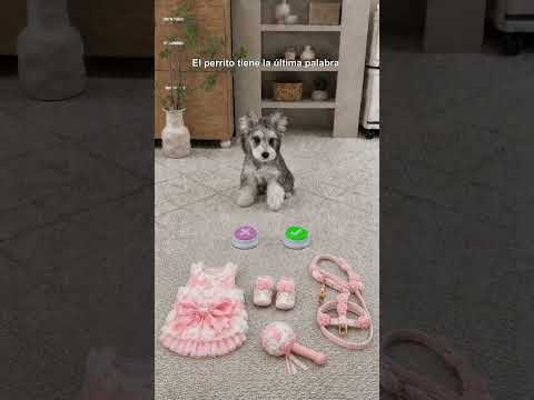 El perrito tiene la ultima palabra.#puppy #perros   #cute #dogs #miradacanina