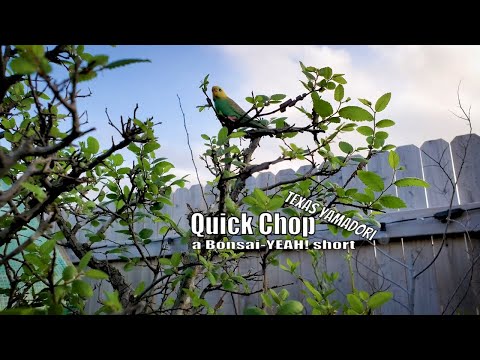 A Quick Top Chop - Texas Yamadori - a Bonsai-YEAH! short