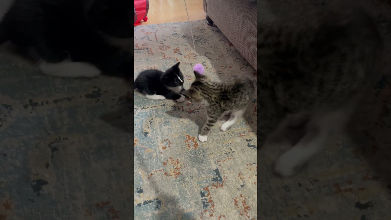 Peppa, an adopted Domestic Short Hair in Mississauga, ON video 4/4