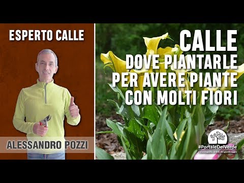 , title : 'Dove bisogna piantare le calle per avere delle piante con molti fiori?'