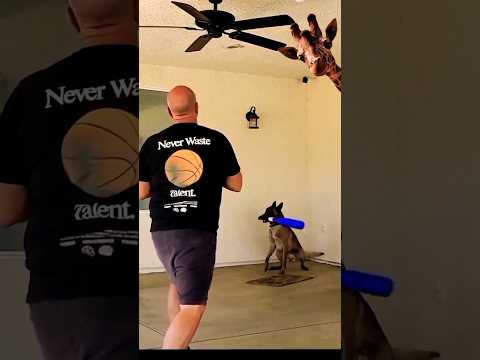 Pets 🐱 Are Under Trial 🤔#shorts