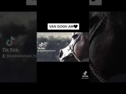Van Gogh AM #vangogh #arabianhorse