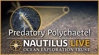Predatory Polychaete Snacks at Seafloor