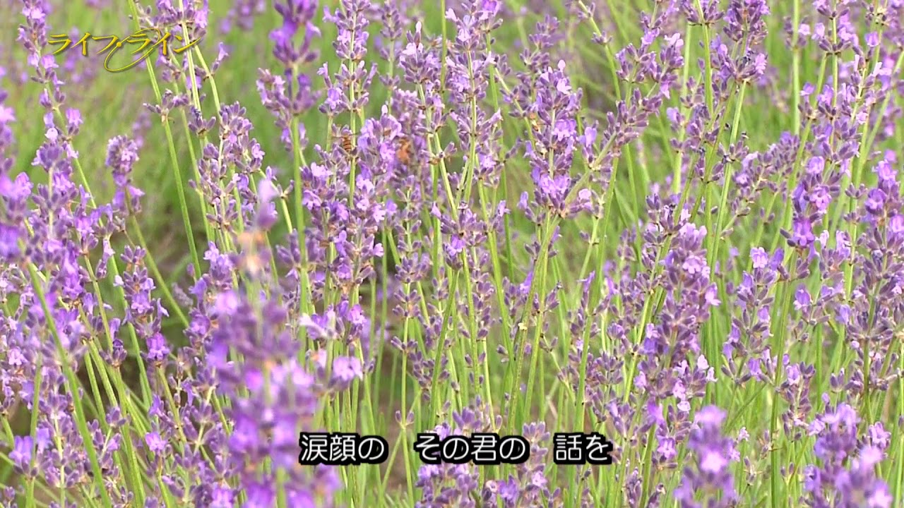 YURIE LAND「年中無休の愛」