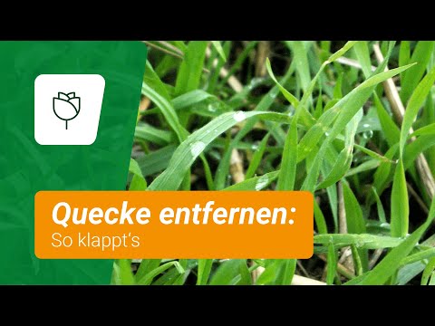 Quecke entfernen: So klappt's