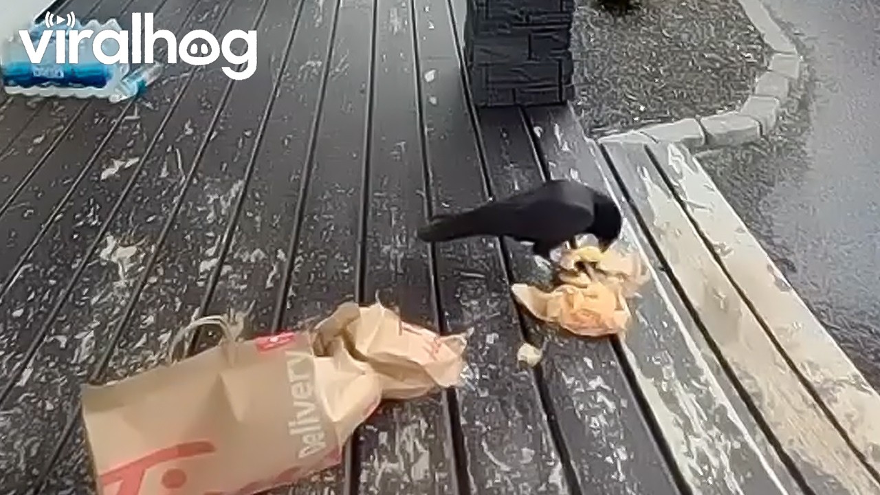Crow Steals My Food Delivery || ViralHog