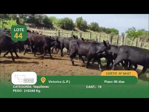 Lote Vaquillonas para Entorar - Victorica La Pampa