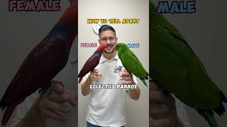Eclectus Parrot - How to Tell Apart Male vs Female Eclectus