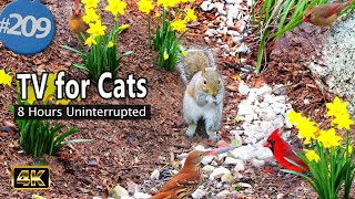 TV for Cats 😻 8 Hours of Birds 🐦 Squirrels 🐿Feeder Uninterrupted CatTV @LensMyth