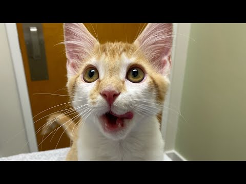 Kitten’s First Vet Visit!