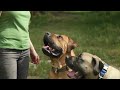 Boerboel - BOERBOEL: A DOG LOVER´S INTRODUCTION Boerboel - BOERBOEL: A DOG LOVER´S INTRODUCTION