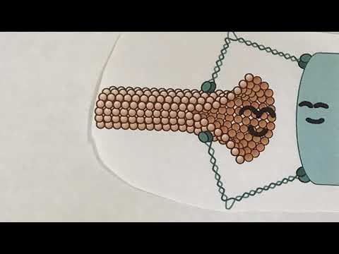 Thumbnail for the research video