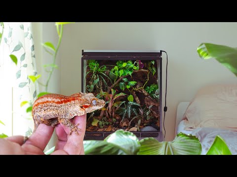 Bioactive Gecko Vivarium STEP BY STEP ecosystem