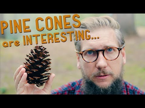 YouTube video about: Can guinea pigs eat pine cones?