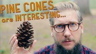 I never knew this about PINE CONES...