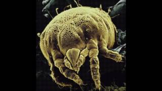 DJ Plant Texture - Gargantuans [Creme Organization]