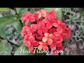 Đà Lạt Hoàng Hôn Lê Thu Uyên