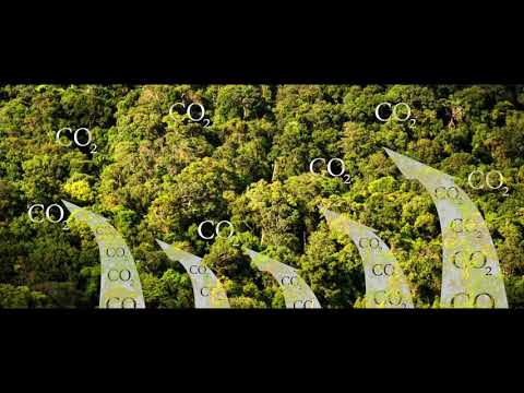 Tagesdosis 28.01.2020 - Konsens Nonsens im Klimawandelwald? (kV)