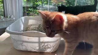 猫たちに高価なおもちゃはいらない