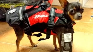 Cute little dog now has a petfloat buoyancy aid